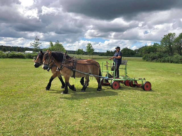 Cecilia Birgersson kör gräsklippare med hjälp av två ardennerhästar en sommardag under en molnig himmel.