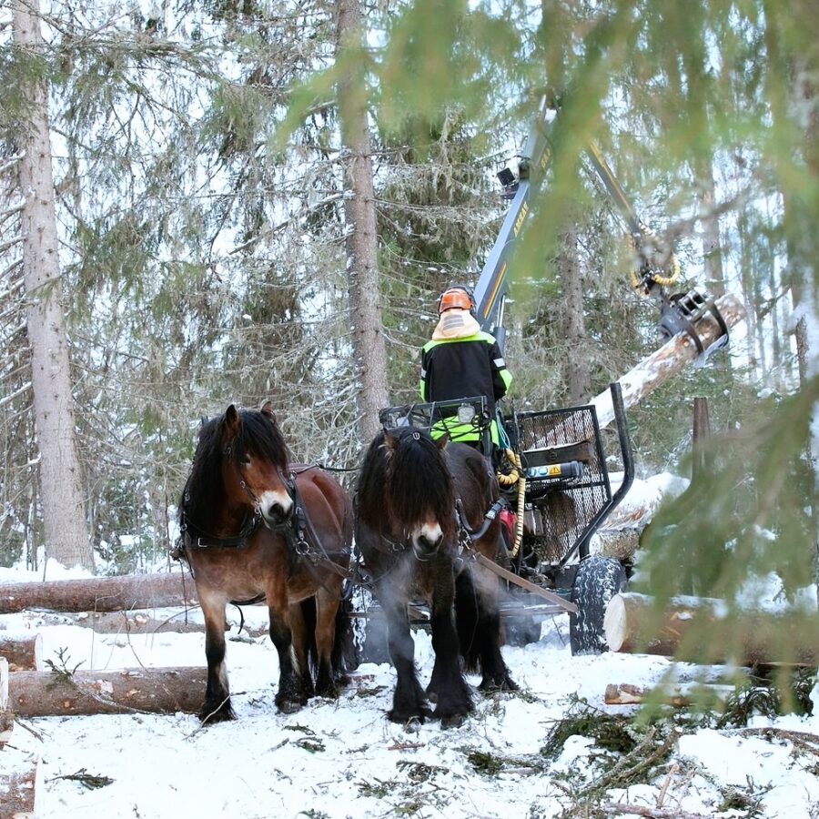 En person arbetar i skogen en snöig skog medan två hästar står uppstallade framför griplastarvagnen