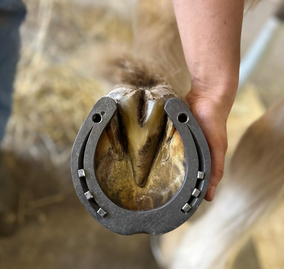 Nyskodd hästhov hålls upp av en hand