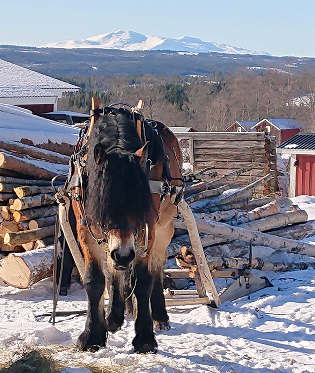 En brun nordsvensk häst i sele står på snö framför staplade stockar med fjäll och träd i bakgrunden i Jämtland.