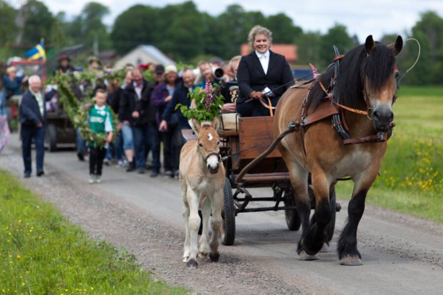 En ardenner drar en vagn medan ett föl går bredvid och leder en procession på väg till ett midsommarfirande, de går på en lantlig väg prydd med blommor och grönska