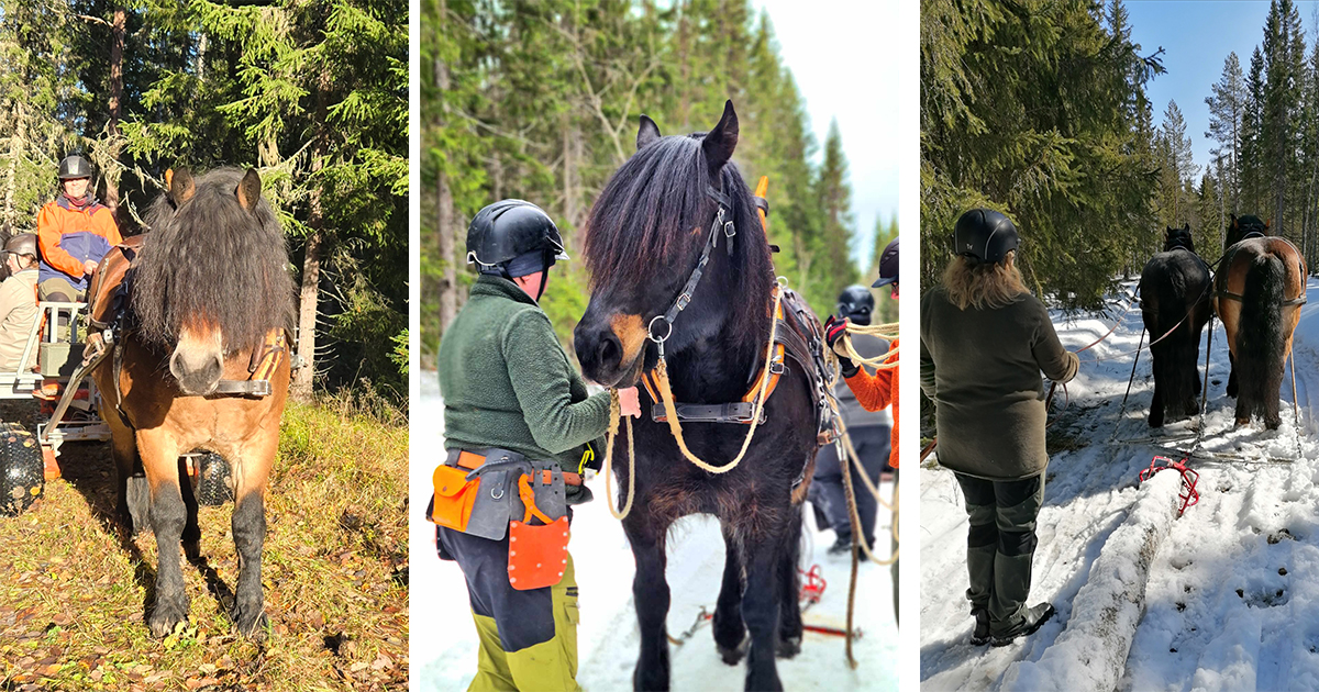 Tre bilder visar hästar i arbete i skog både höst och vinter