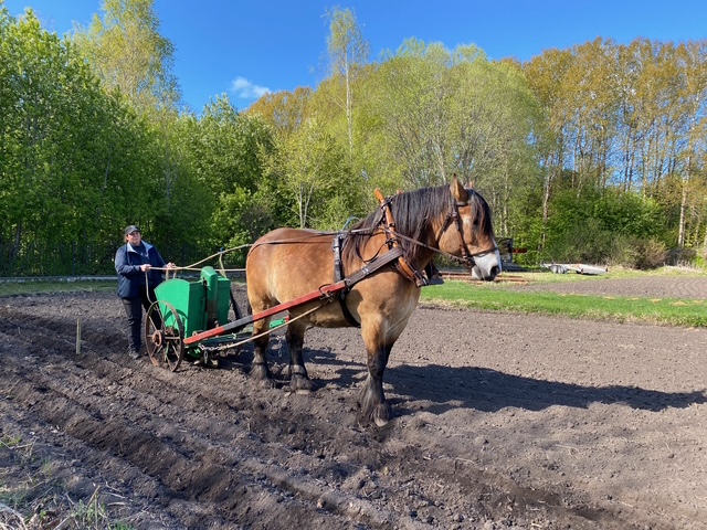 Kvinna sätterpotatis med hjälp av en ardennerhäst. Hon går bakom hästen som drar en två gröna baljor med potatis över en plöjd åker