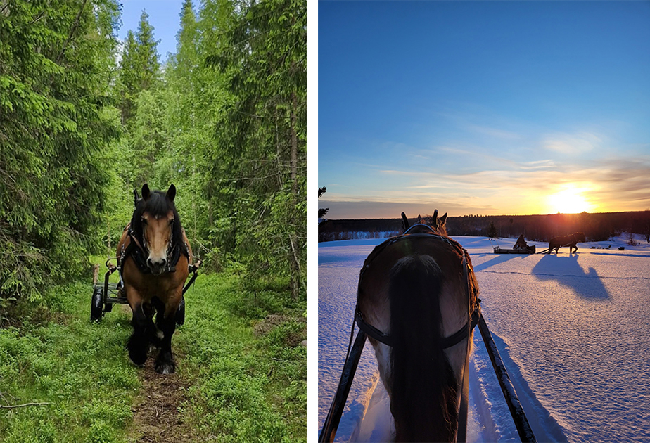 Två bilder som visar olika säsonger med häst. En sommarbild från skogen och en vinterbild i solnedgång med två ekipage som drar släde.