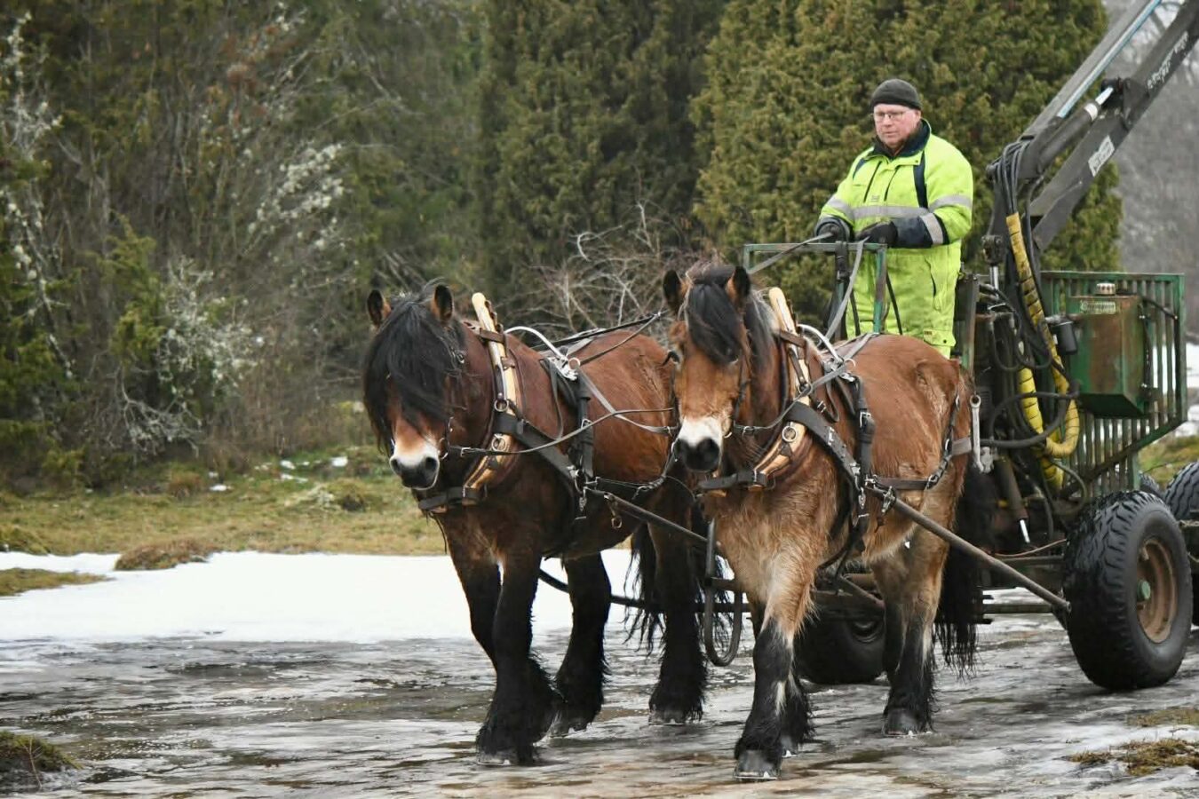 Man i varselkläder kör tvåspann med nordsvenskar som drar en griplastarvagn.