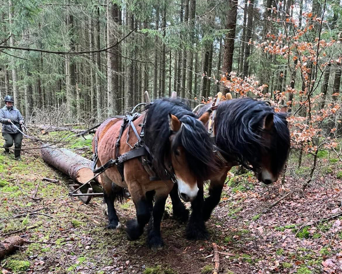 Två nordsvenska brukshästar drar timmer genom skogen