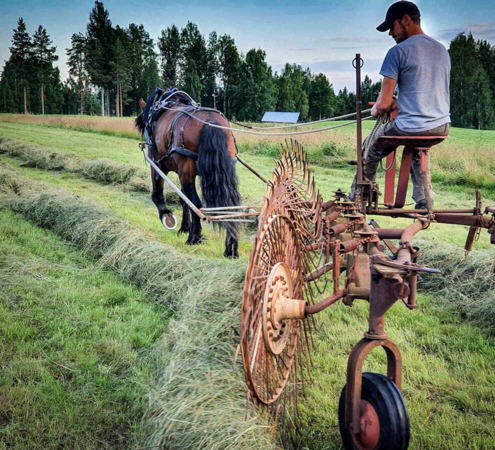 En sommardag sitter en man på ett redskap som dras av en häst i skördetid