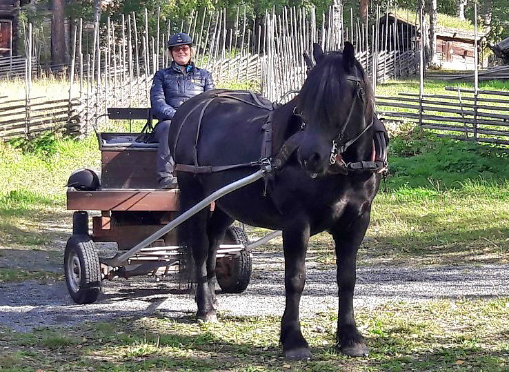En person med hjälm och jacka sitter i en liten vagn som dras av en svart häst på en grusväg med en gärdsgård och träd i bakgrunden.