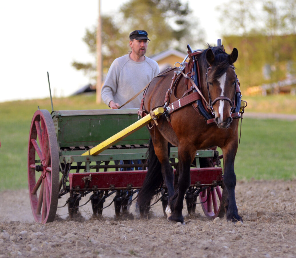En man går bakom en häst och spänd framför en såddmaskin, de går över en åker