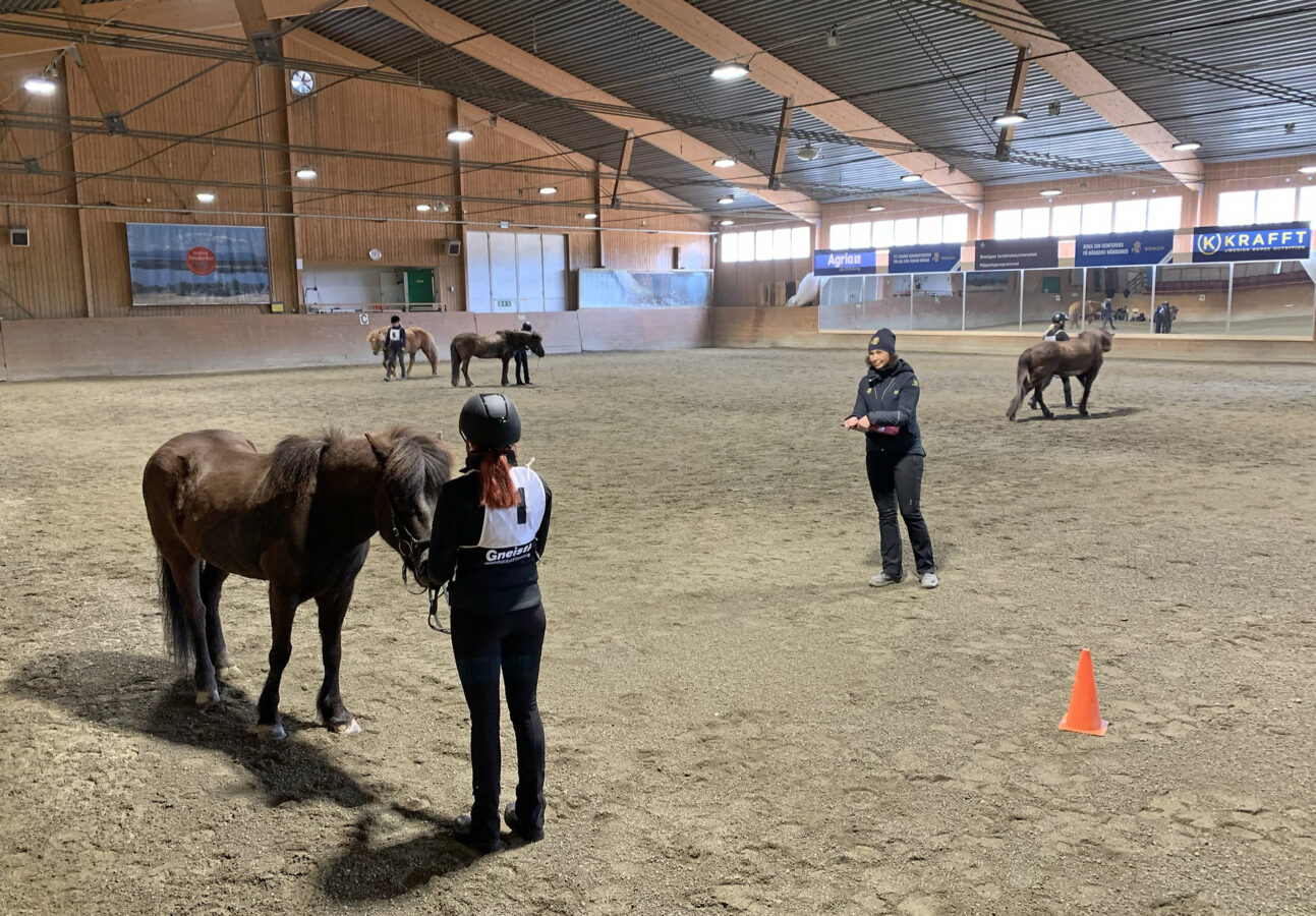 Person med nummerlapp på ryggen står framför en islandshäst i Wångens ridhus