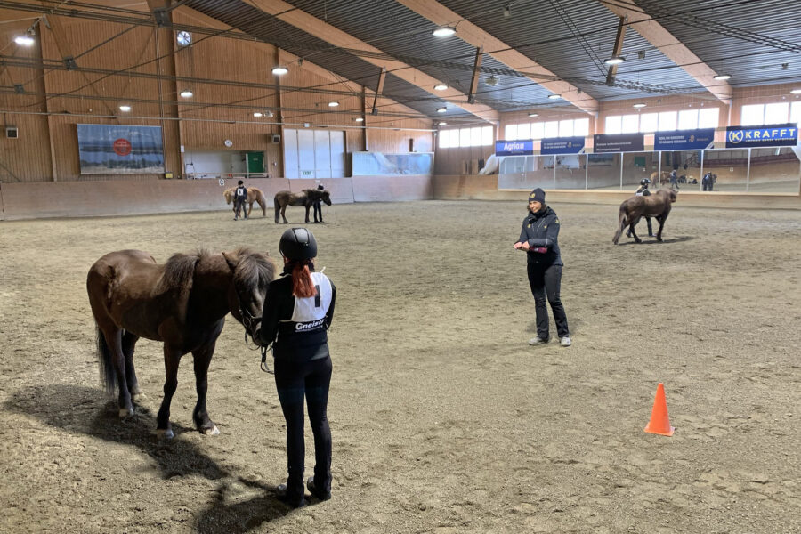 Person med nummerlapp på ryggen står framför en islandshäst i Wångens ridhus