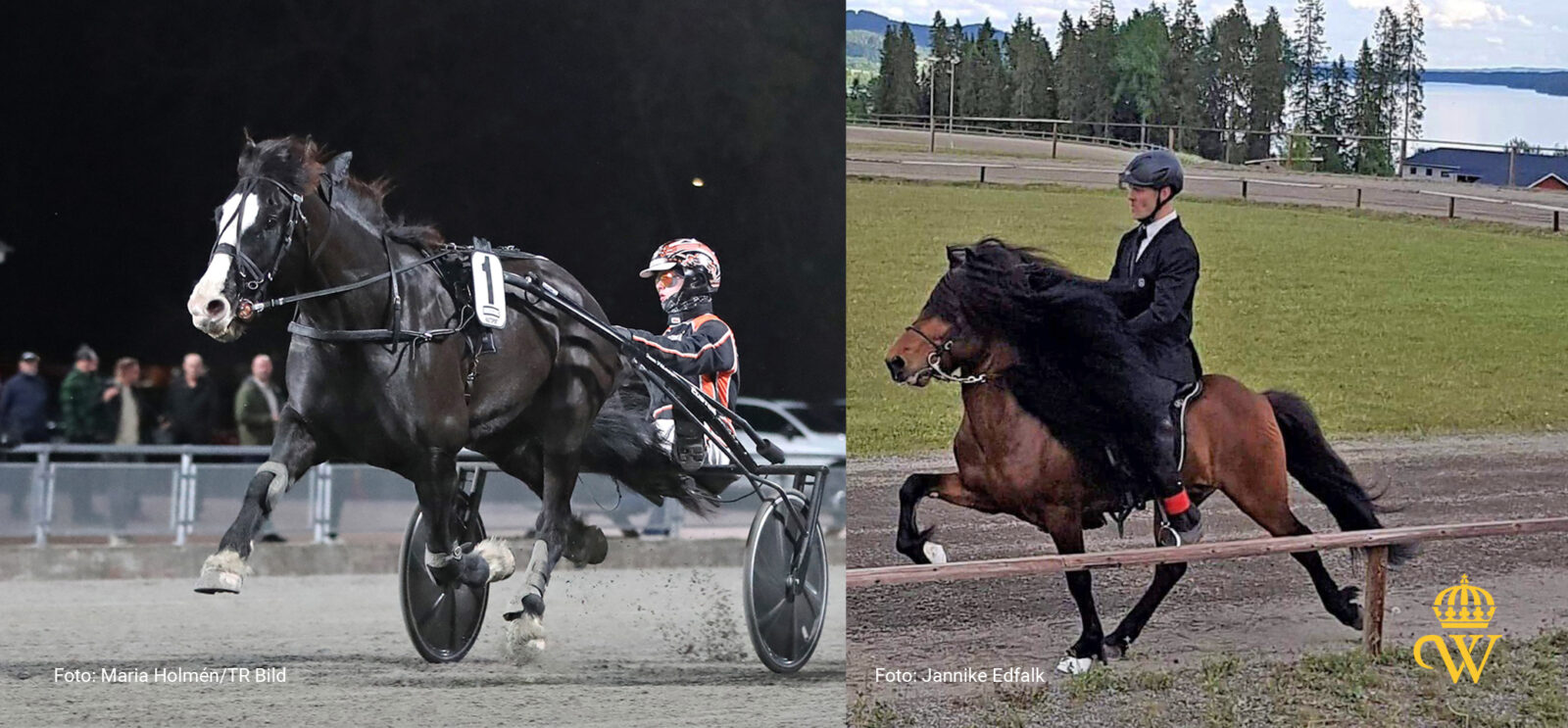 Två bilder: en visar kallblodstravaren Kruson över mållinjen i ett travlopp. Bild två visar ryttare Hjalti Gudmundsson på En brun islandshäst med svart lång man som rids i tölt på ovalbanan på Wången