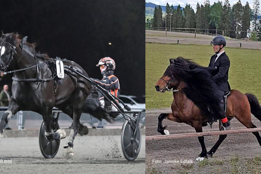 Två bilder: en visar kallblodstravaren Kruson över mållinjen i ett travlopp. Bild två visar ryttare Hjalti Gudmundsson på En brun islandshäst med svart lång man som rids i tölt på ovalbanan på Wången