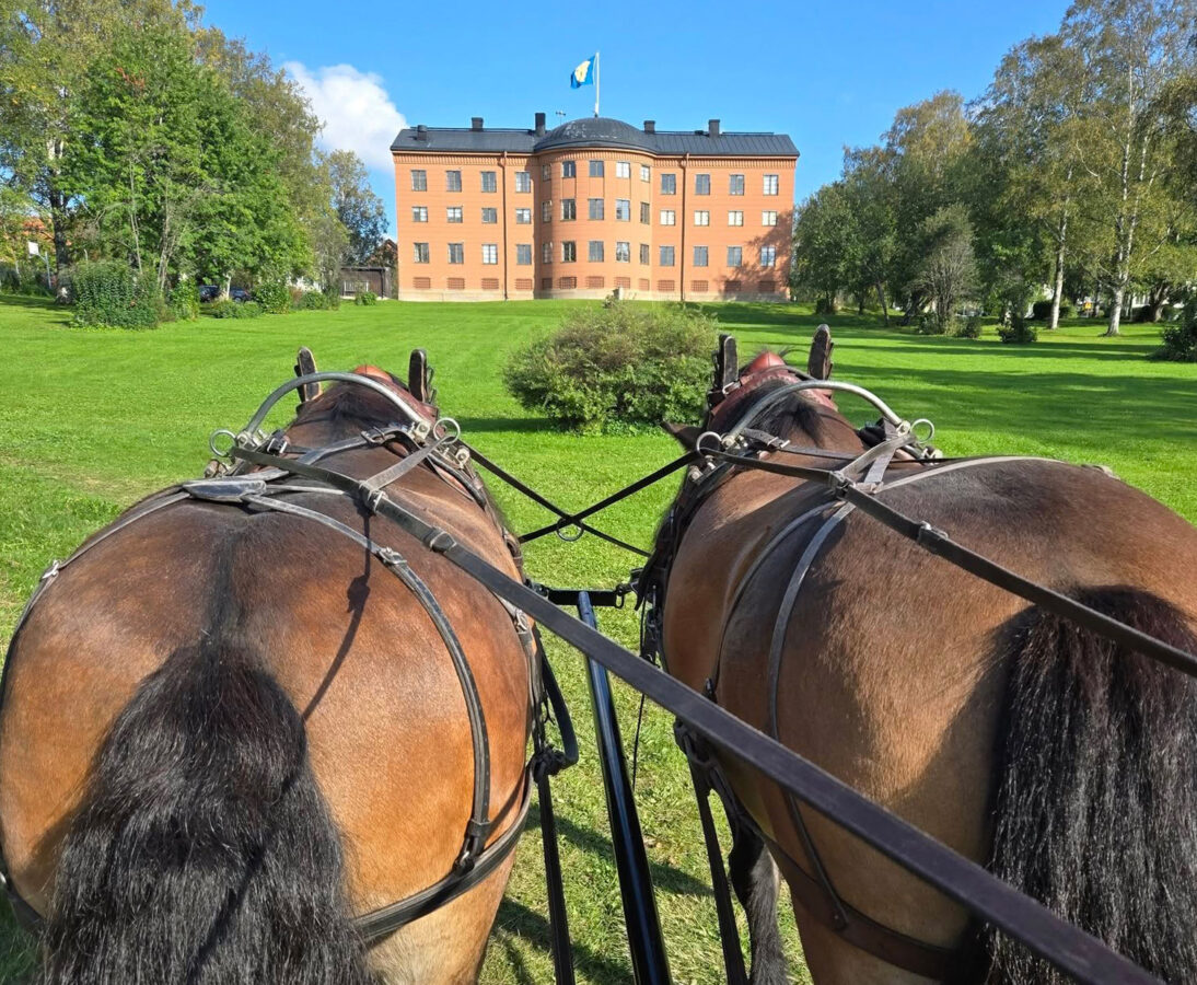Nordsvenska brukshästar går i spända i par framför en vagn. Framför dem en stor grön gräsmatta och en stor vacker byggnad i fyra våningar.