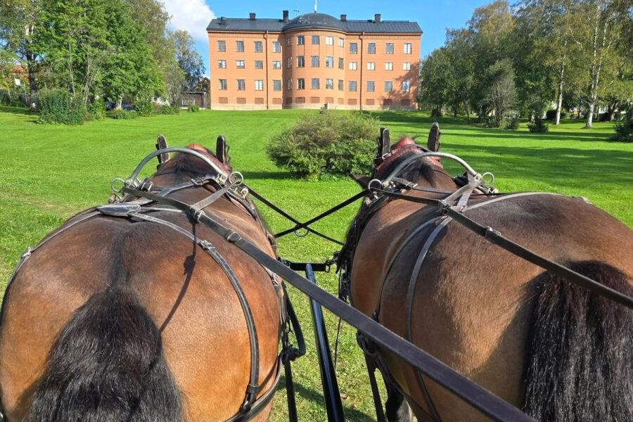 Nordsvenska brukshästar går i spända i par framför en vagn. Framför dem en stor grön gräsmatta och en stor vacker byggnad i fyra våningar.