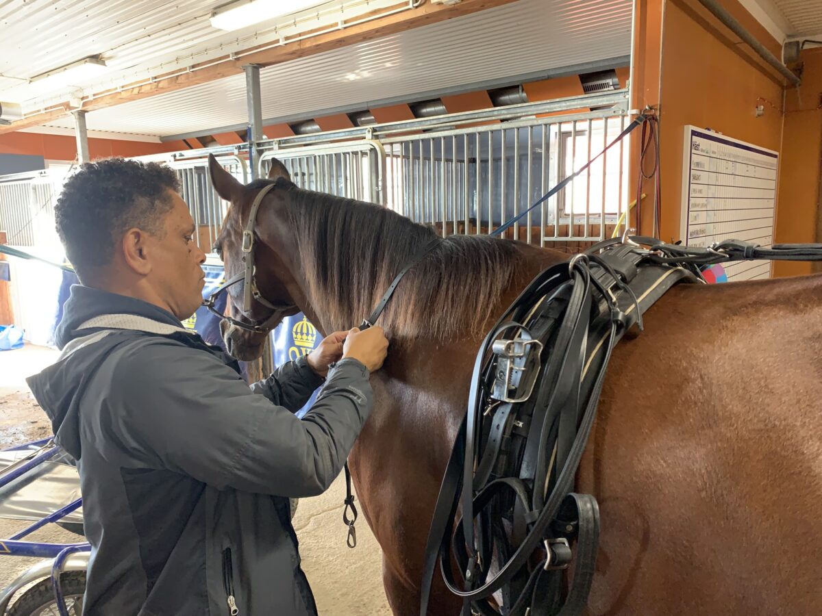En man som deltar på hästskötarkursen selar en travhäst som står uppställd i en stallgång