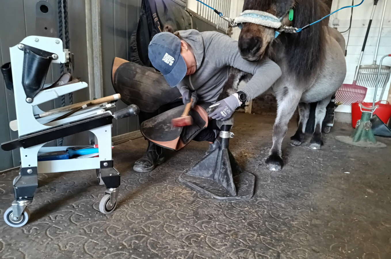 Kvinna står på huk för att sko en ponny i en stallgång.