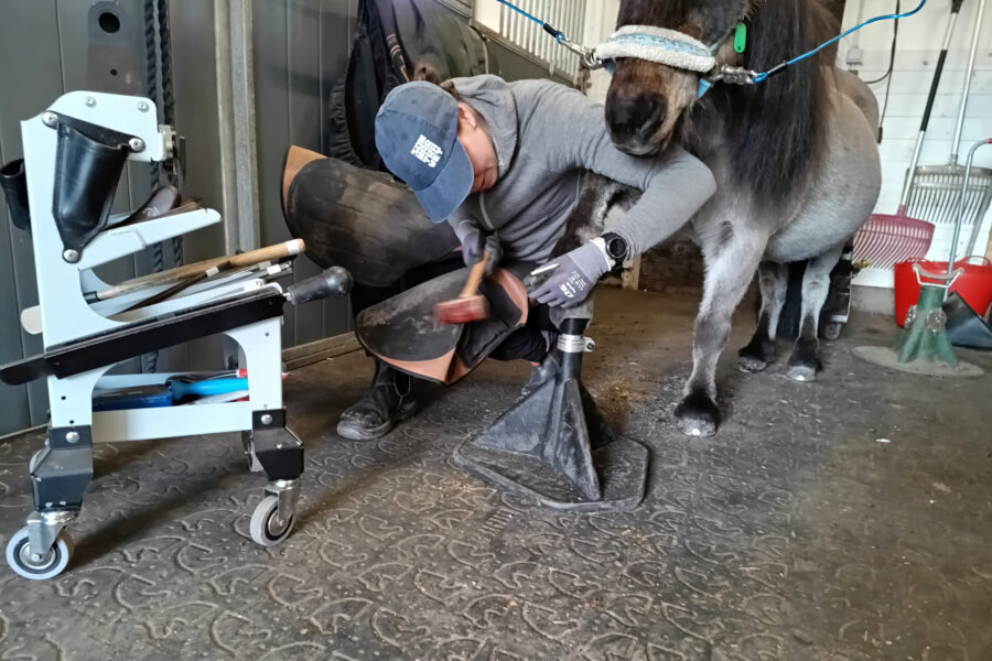 Kvinna står på huk för att sko en ponny i en stallgång.