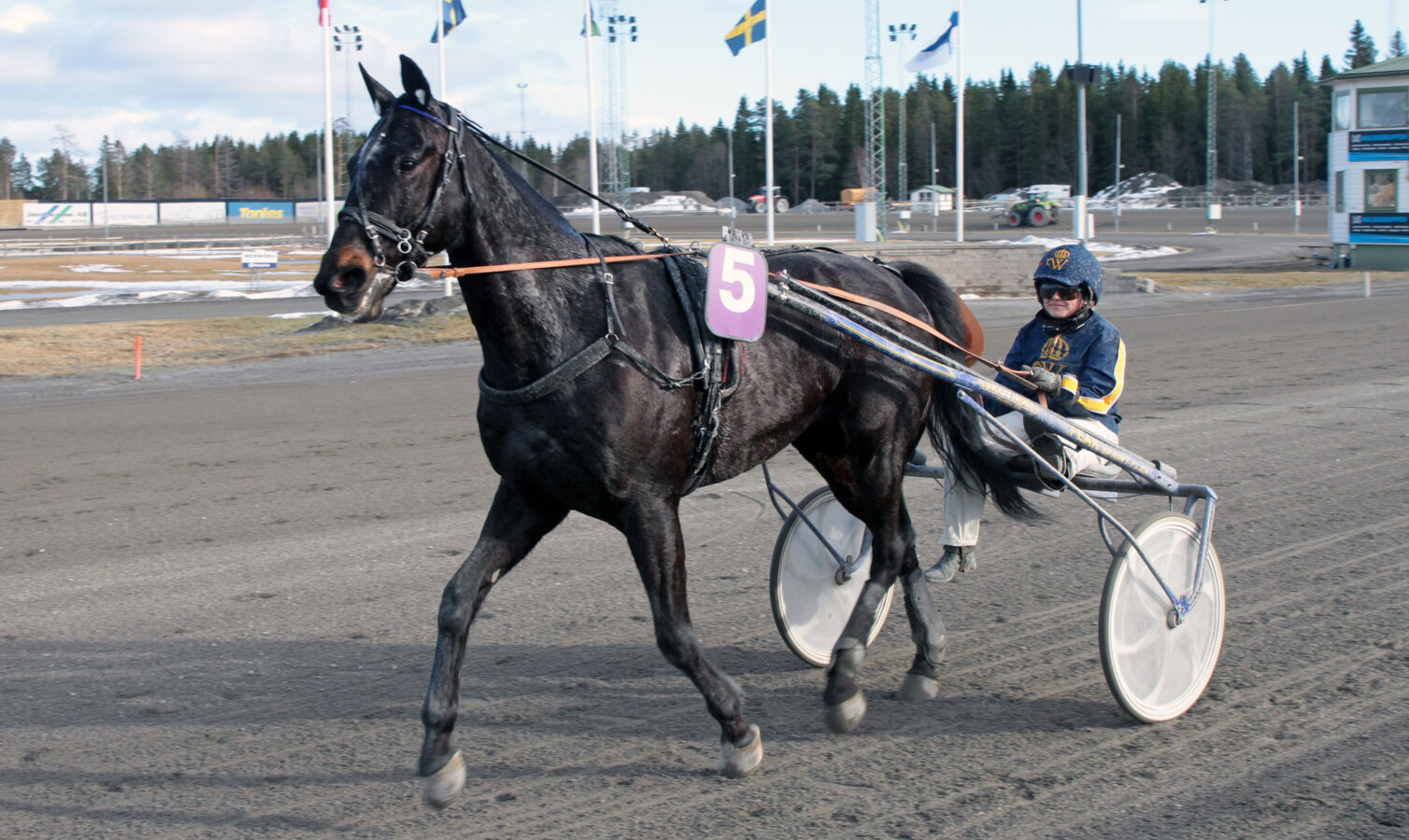 En tjej i Wångens kuskdress, blå med gult sigill på, kör en mörkbrun varmblodstravare på en travbana efter vinst på Östersundstravet
