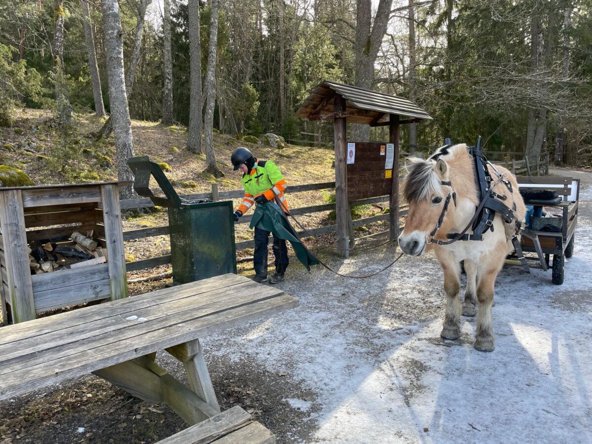 En kvinna i hjälm och varseljacka tömmer en soptunna vid en rastplats i skogen. Bredvid henne står en fjordhäst som drar en vagn.