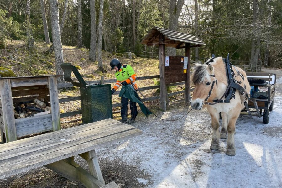 En kvinna i hjälm och varseljacka tömmer en soptunna vid en rastplats i skogen. Bredvid henne står en fjordhäst som drar en vagn.