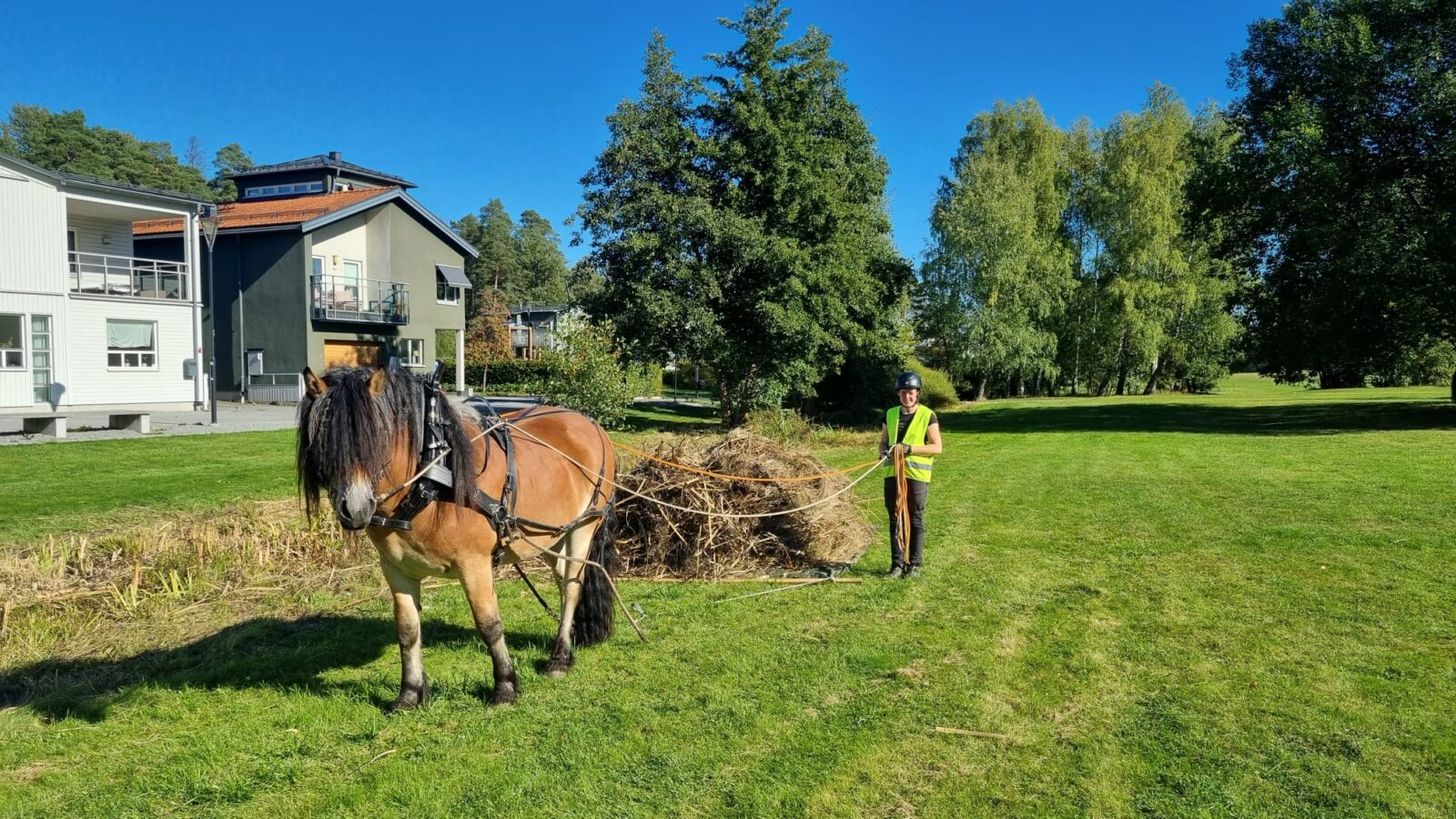 Kvinna i hjälm och varselväst tömkör en nordsvensk brukshäst som drar ett hölass.