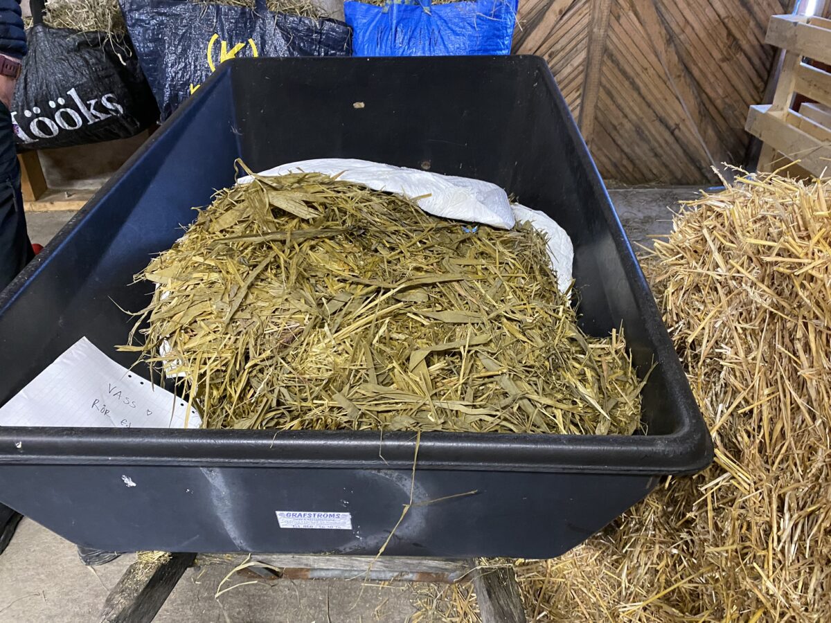 En svart skottkärra fylld med vassilage