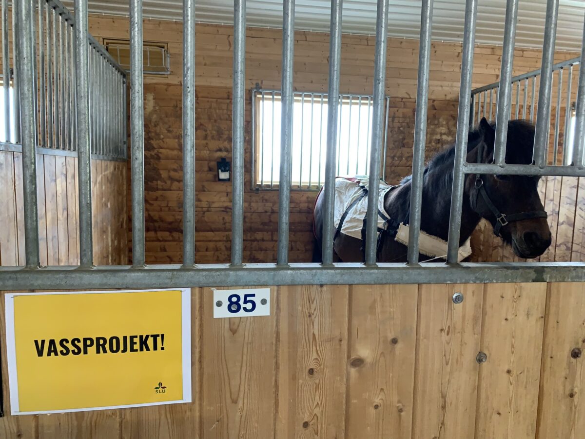 En hästbox sedd utifrån. I boxen står en svart islandshäst. På boxdörren sitter en skylt med texten Vassprojektet